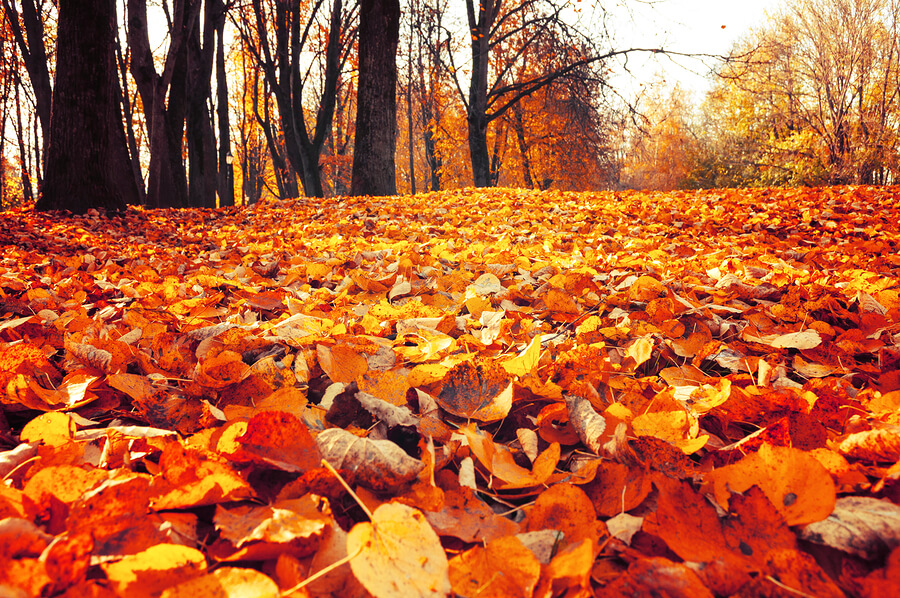 fall scene with brilliant yellow, red and orange flowers on the ground and trees in the background